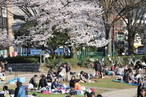 hanami 005amanuma.jpg